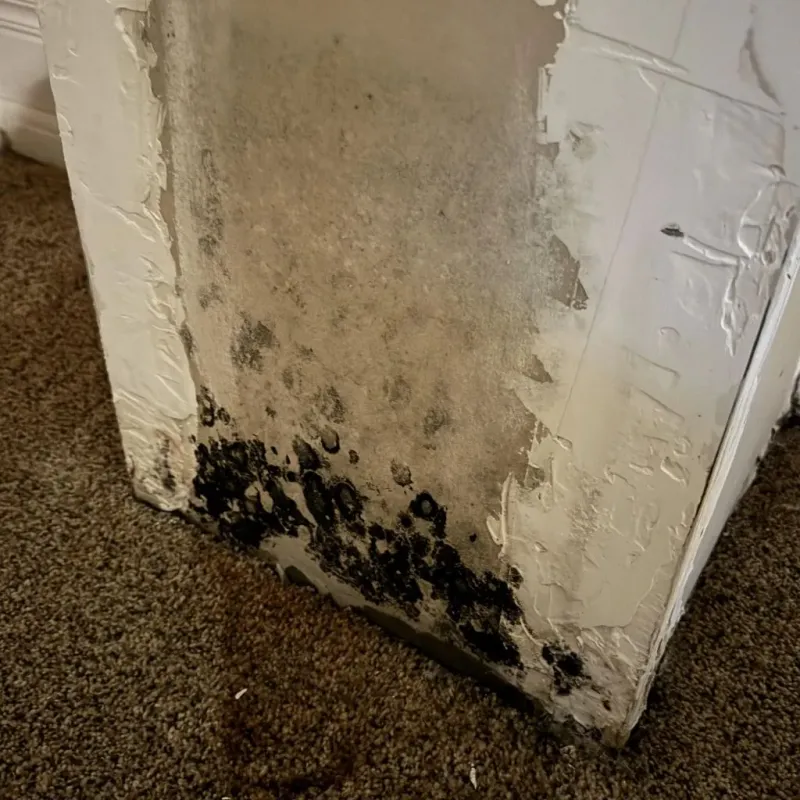Professional Mold Removal in The Colony, TX